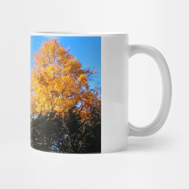 Yellow Gold Autumn Leaves and clear blue sky nature pretty delicate foliage by sandpaperdaisy